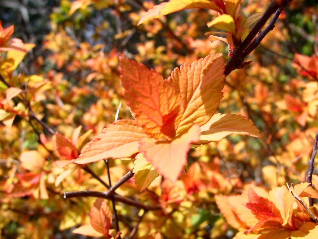 Fleurs Nouvelles pousses