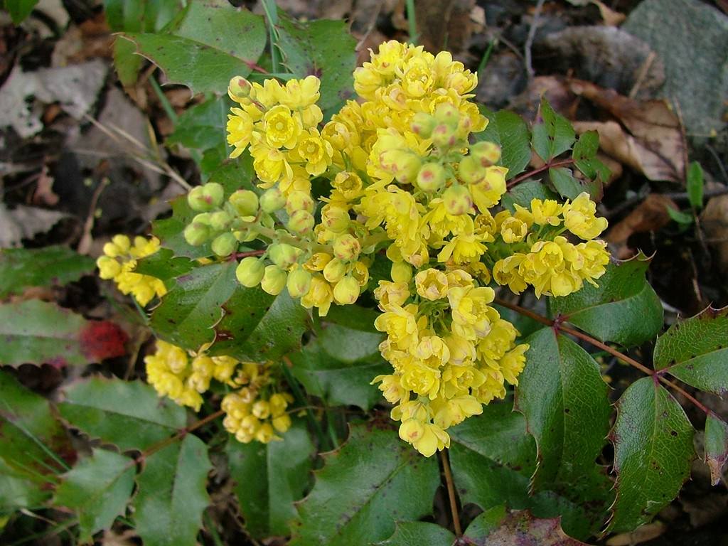 Fleurs Mahonia