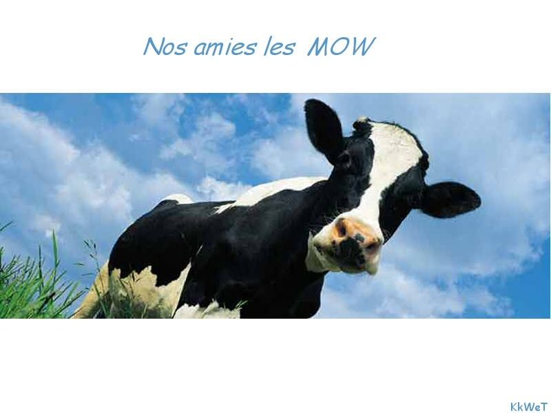 Taureaux et Boeufs Nos amies les mow