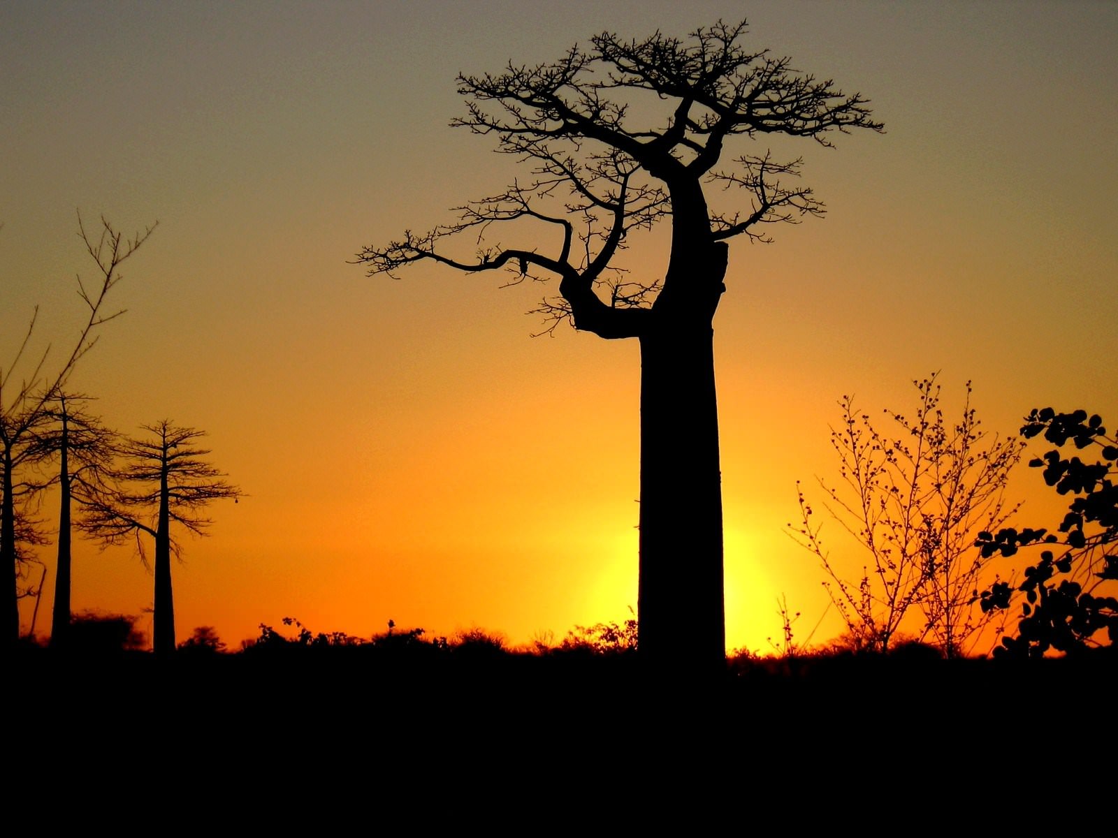 Couchers et levers de Soleil Baobab o coucher du soleil