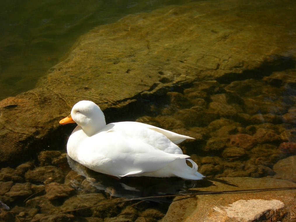 Canards canard au jardin zoologique de nice