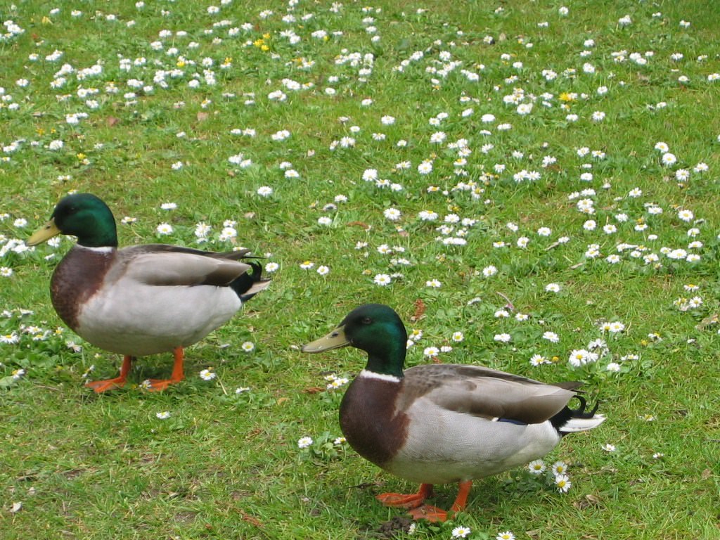 Canards canards