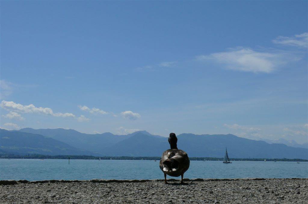 Canards lindau