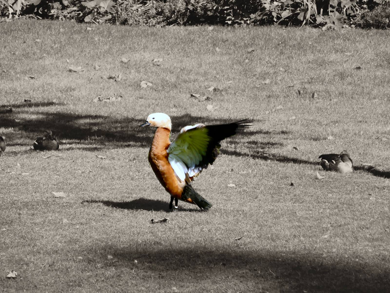 Canards Etirement au square des batignolles