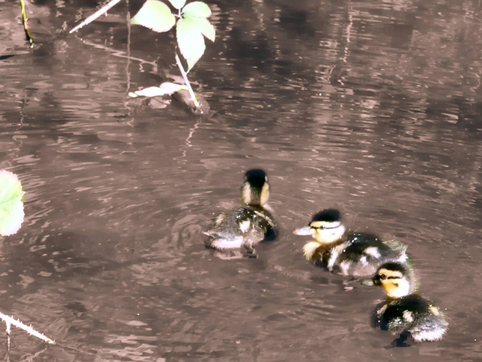 Canards Band On The Run