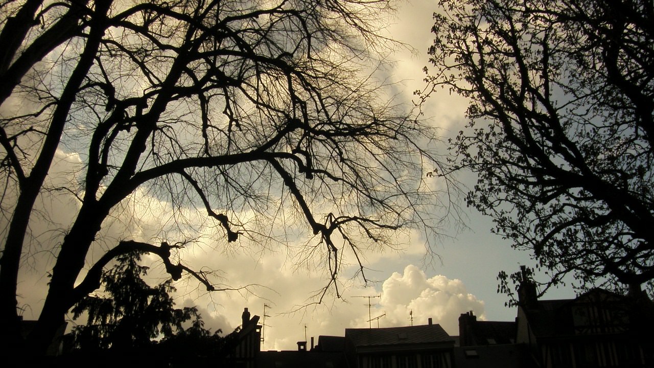 Ciel et Nuages des nuages à travers les arbres