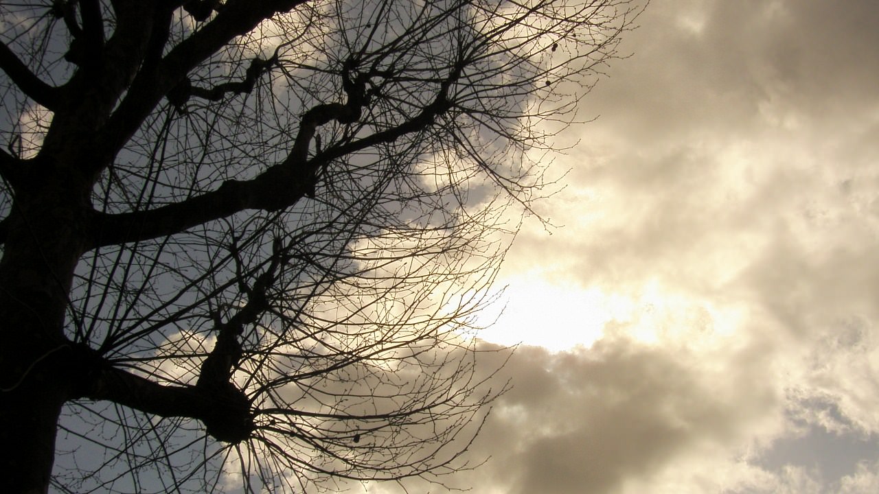 Ciel et Nuages un arbre et le soleil qui essaye de traverser un n