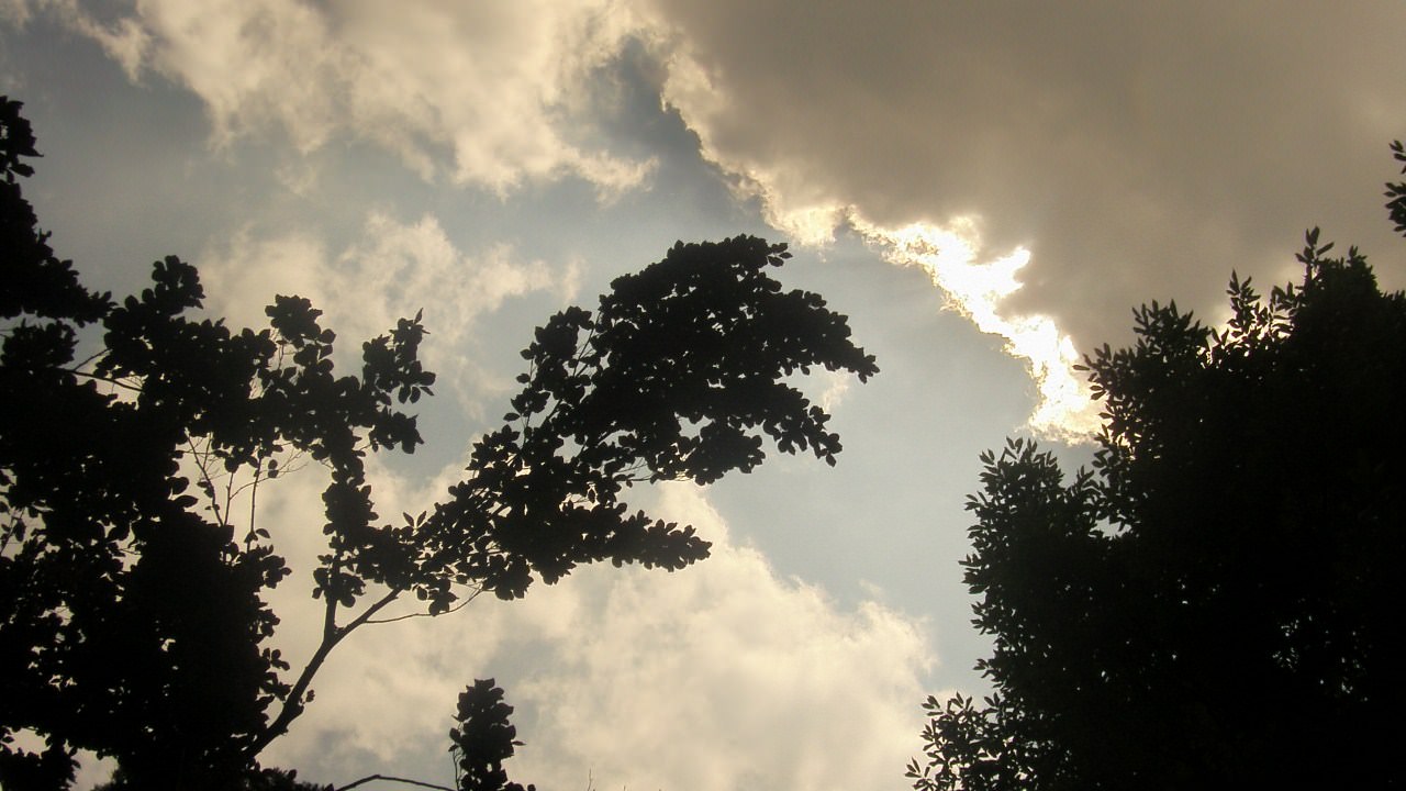 Ciel et Nuages une branche tente une approche avec le nuage