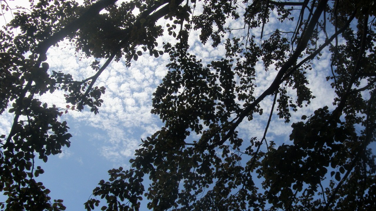 Ciel et Nuages les nuages jouent avec les arbres