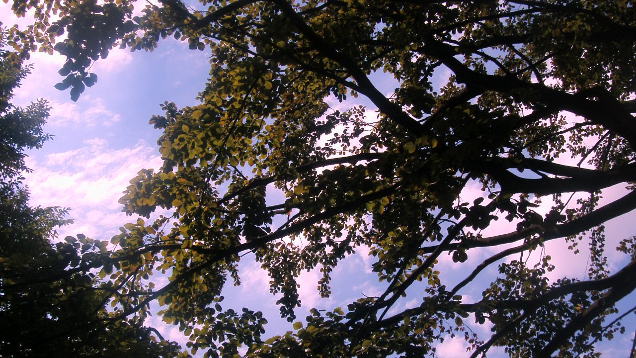 Ciel et Nuages des branches dansent avec le ciel