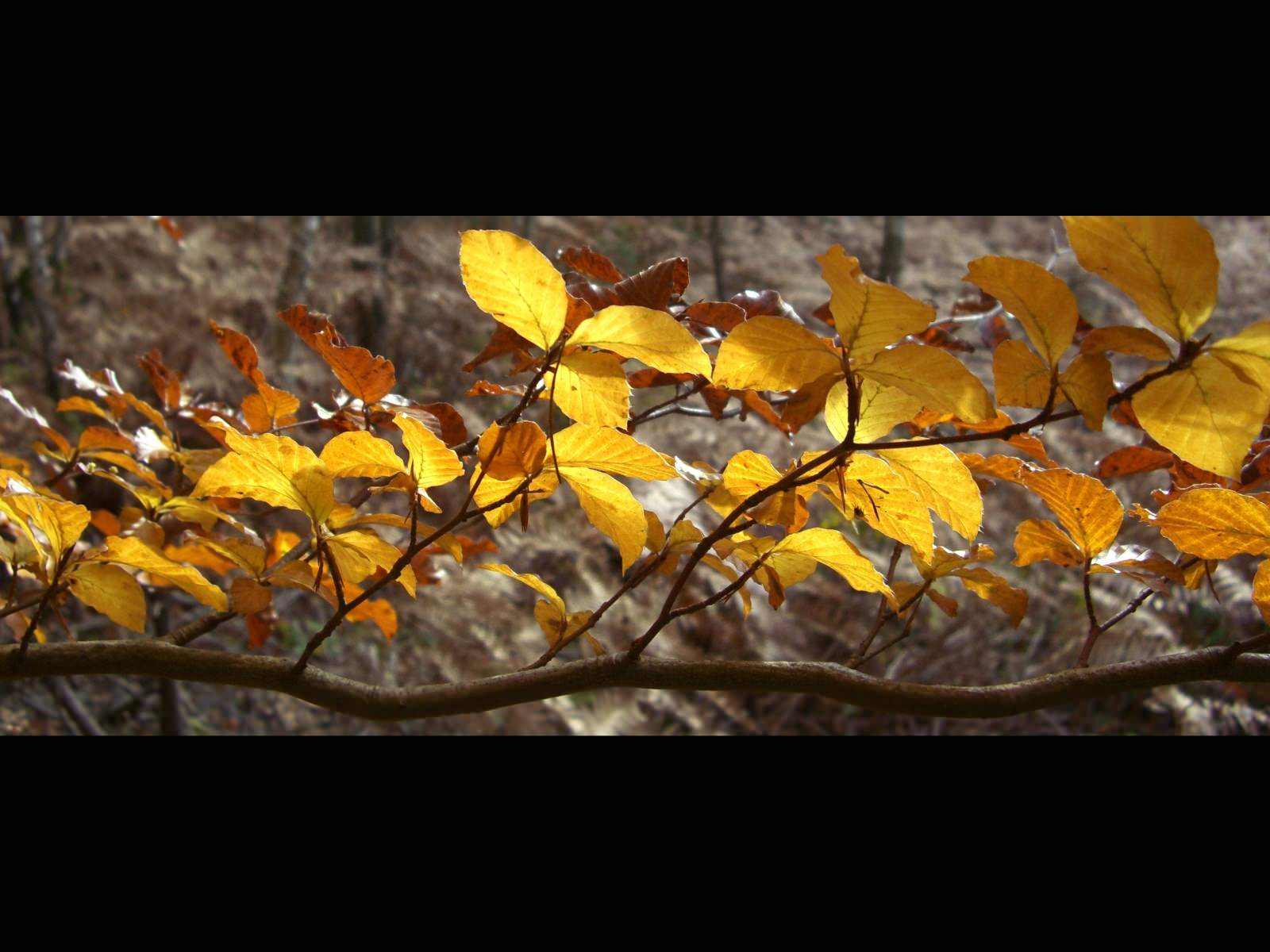 Feuilles et Feuillages Autumn leaves
