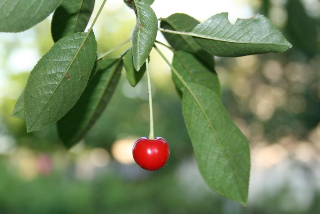 Fruits CHERRY