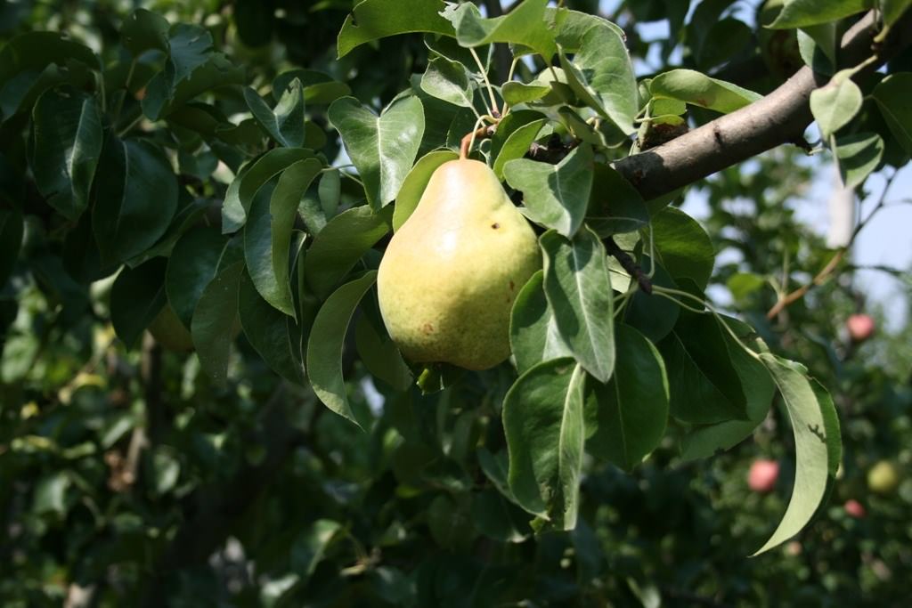 Fruits Propipette