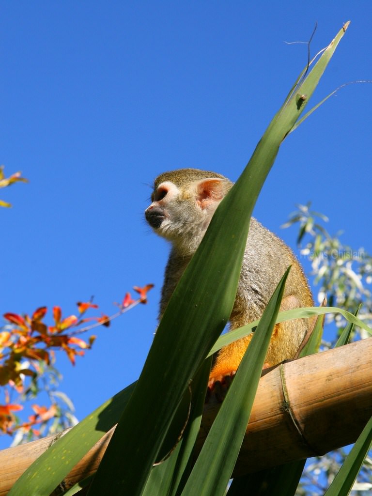 Singes tout mignon