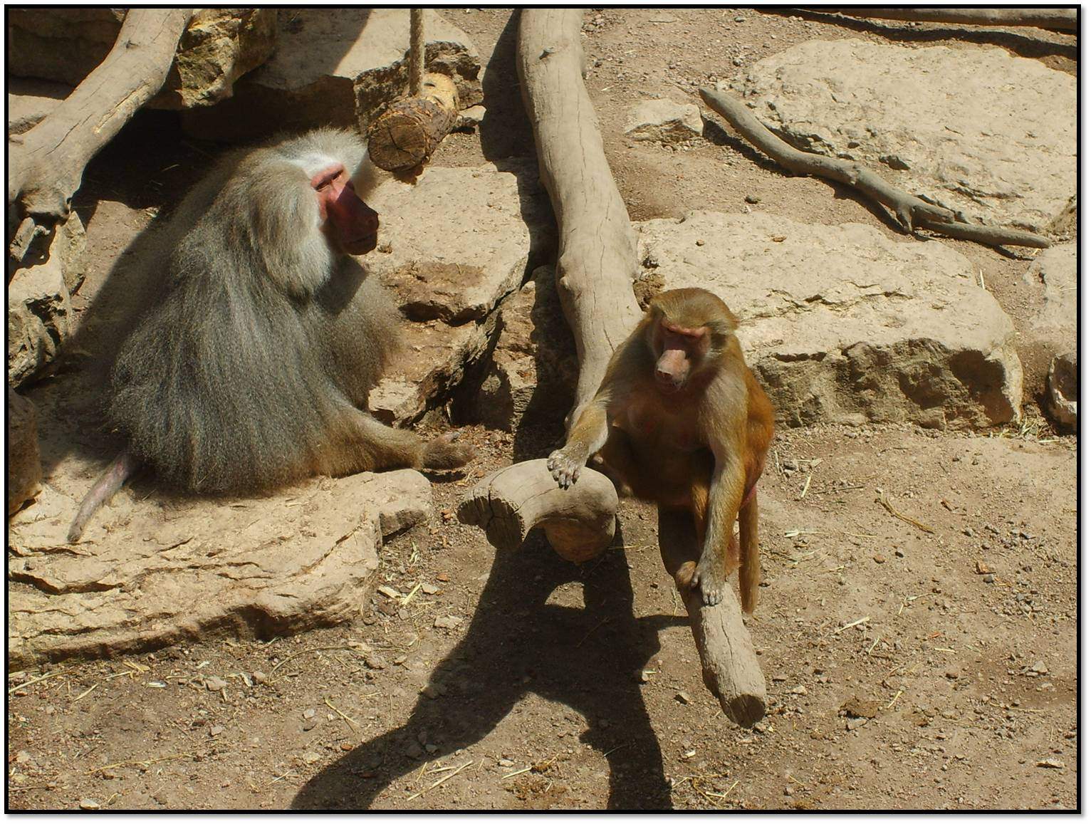 Singes les babouins