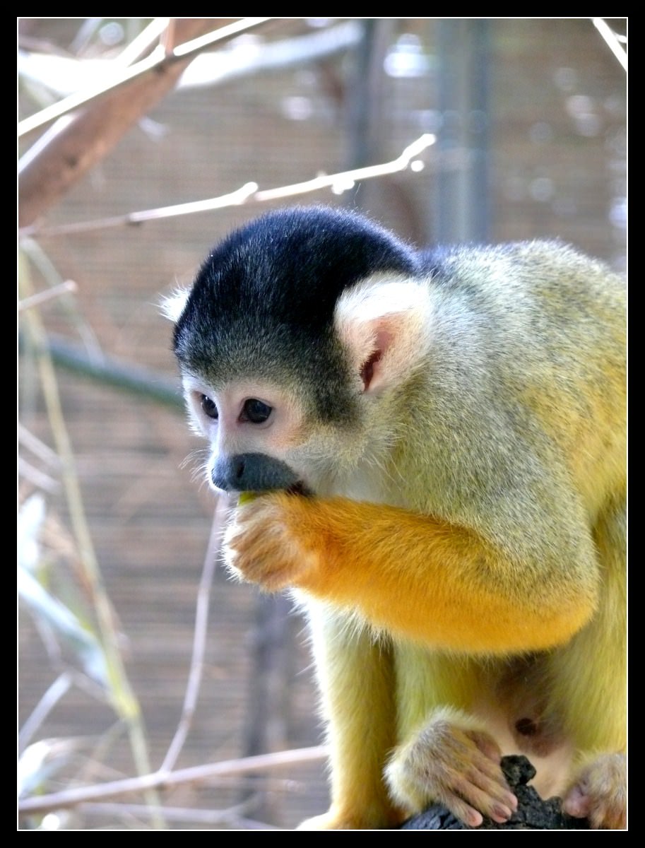 Singes Singe Ecureuil Saïmiri