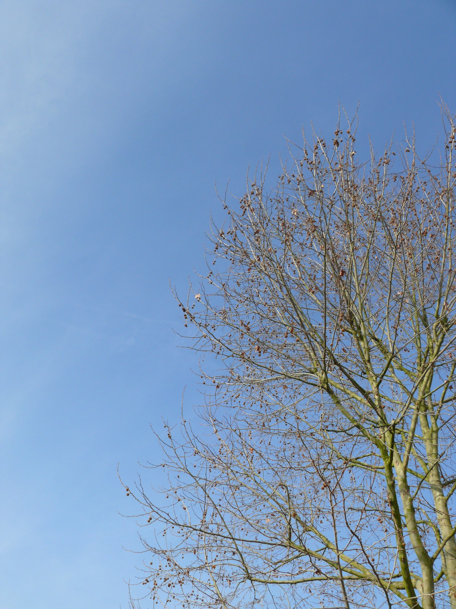 Arbres et Forets Légèreté