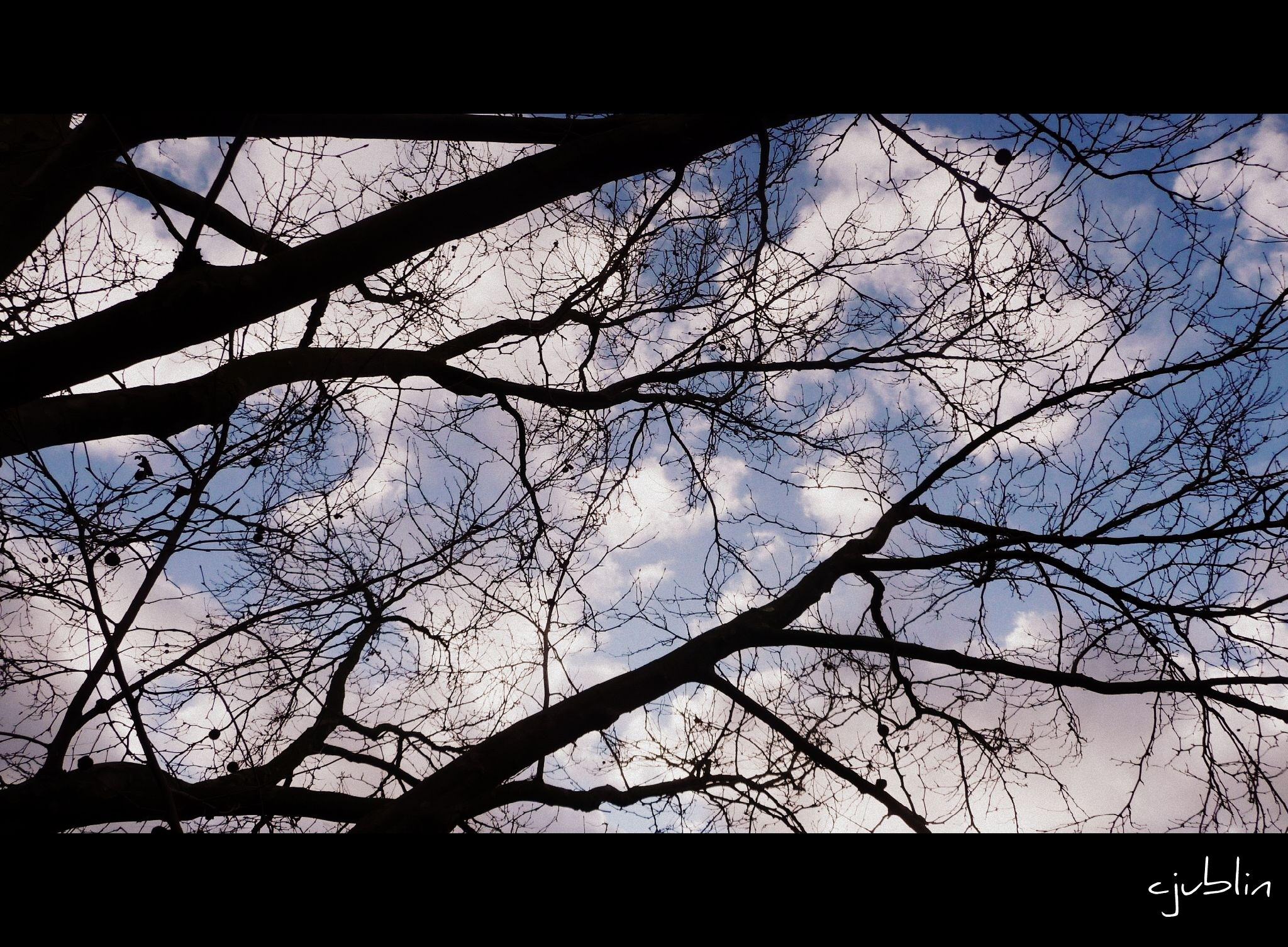 Arbres et Forets comme au cinéma