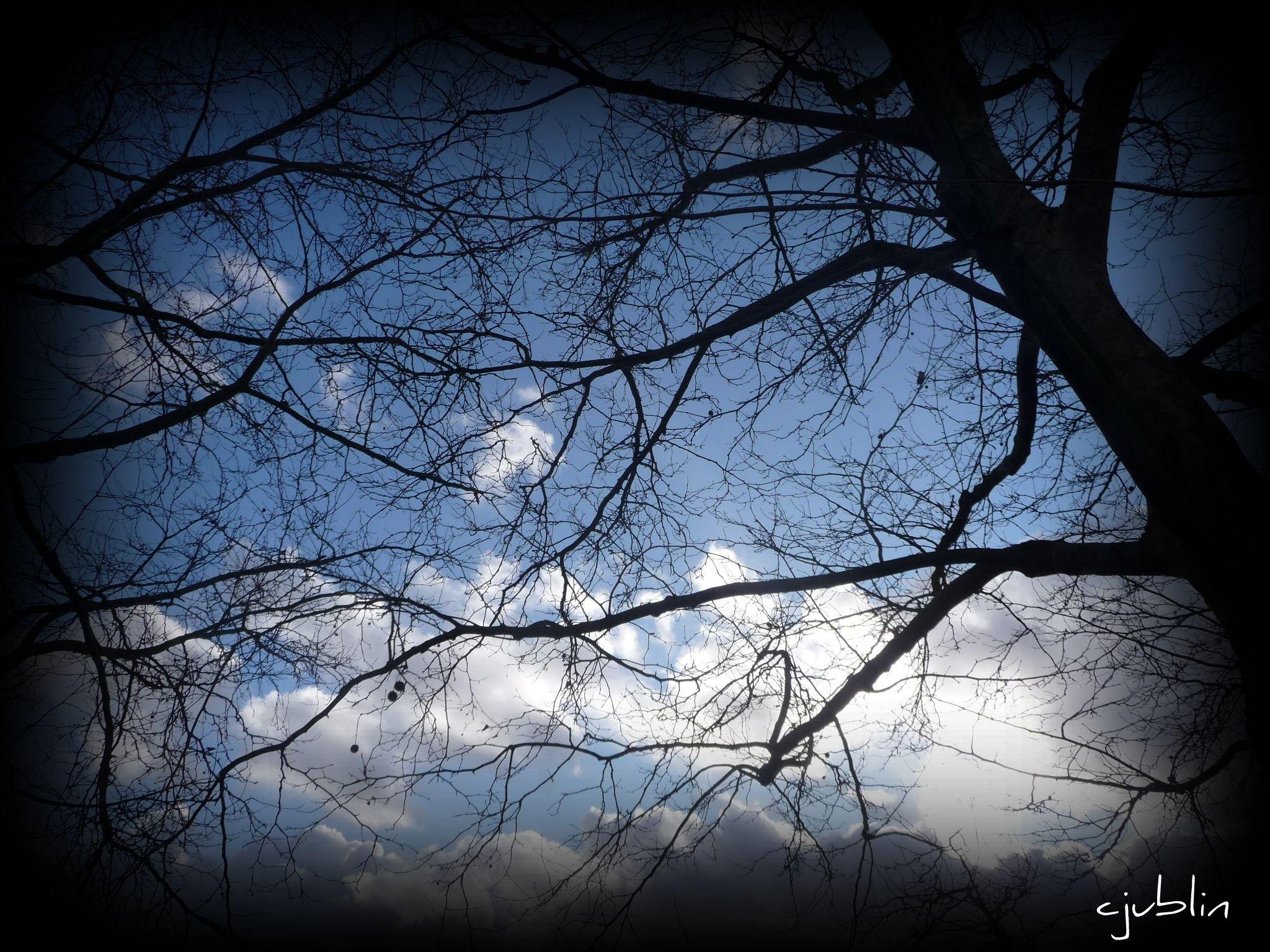 Arbres et Forets des montagnes dans le ciel