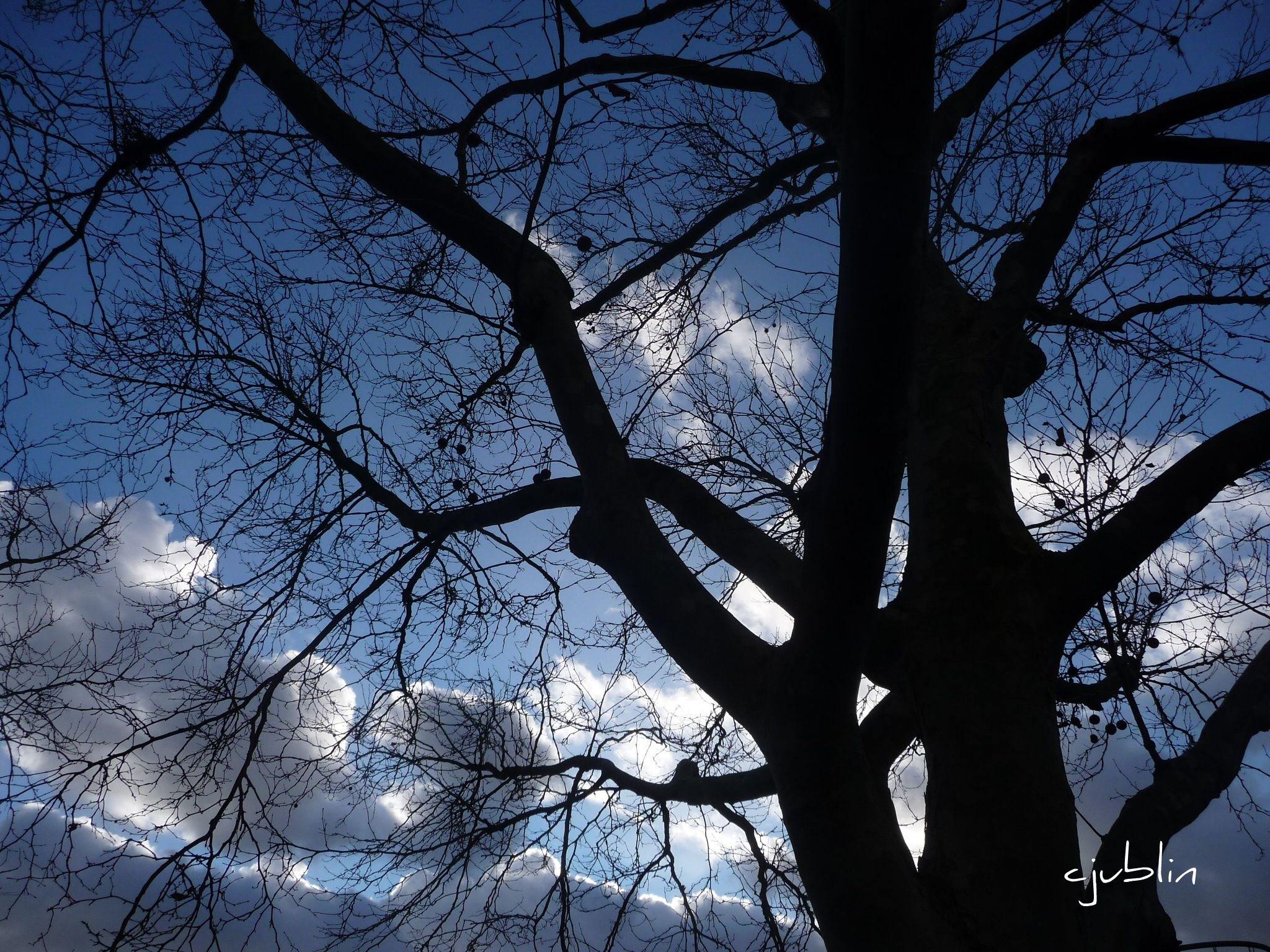 Arbres et Forets une sylouette dans les nuages