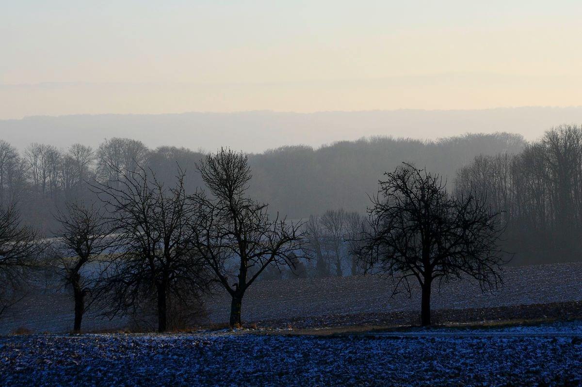 Arbres et Forets Le chemin de Mr Paul