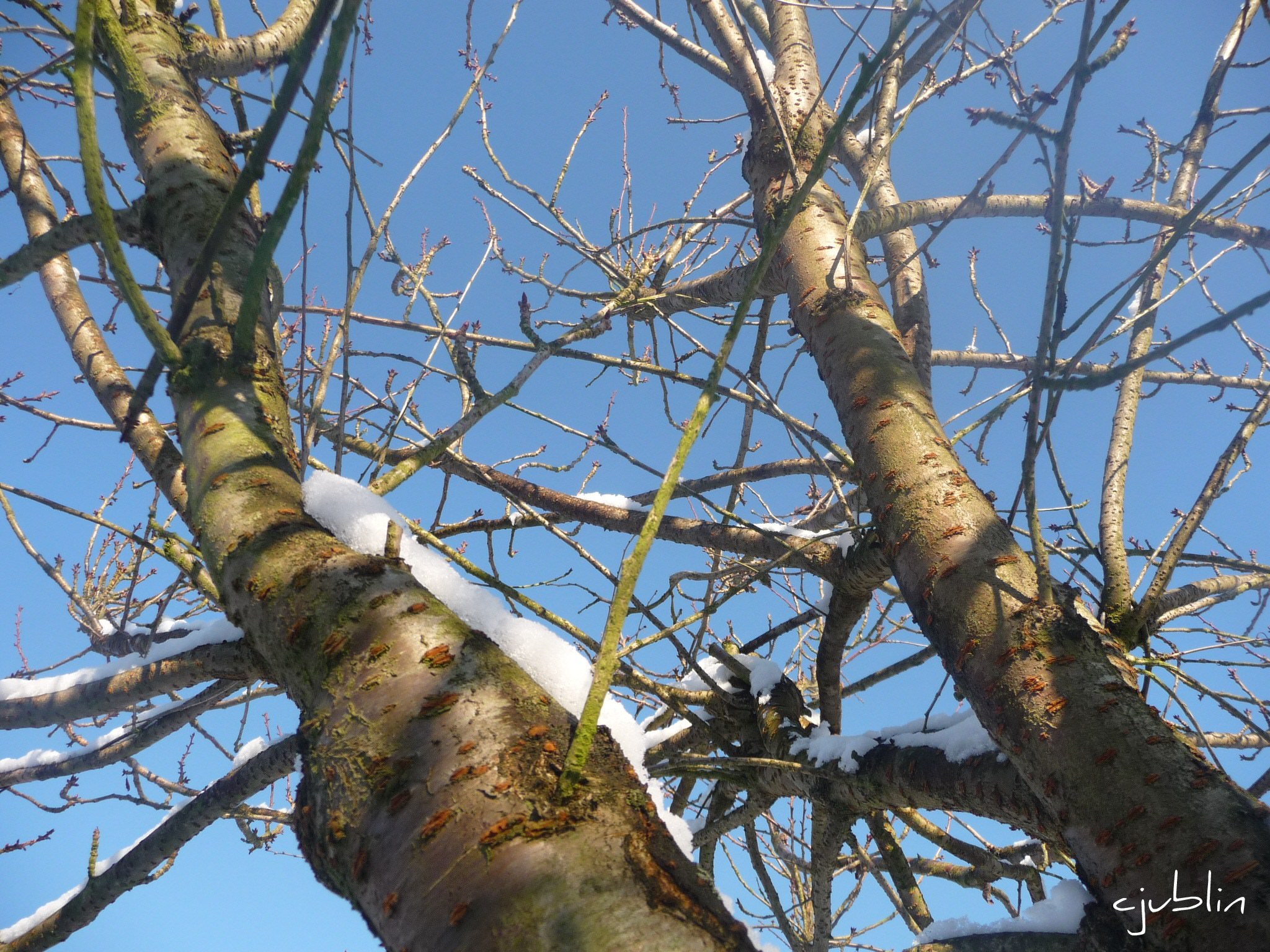 Arbres et Forets l'azur, la neige et les arbres discutent