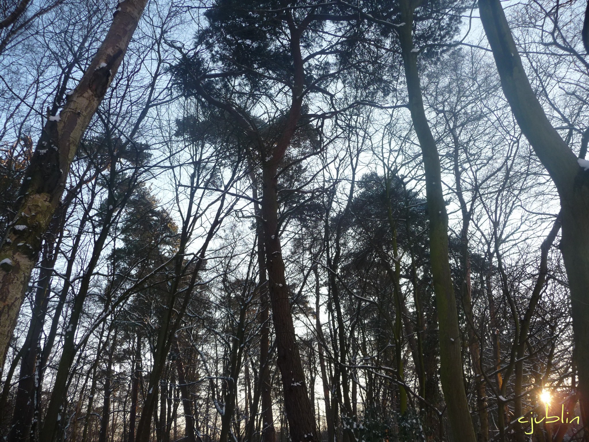 Arbres et Forets une douce lueur réchauffait des arbres enneigés