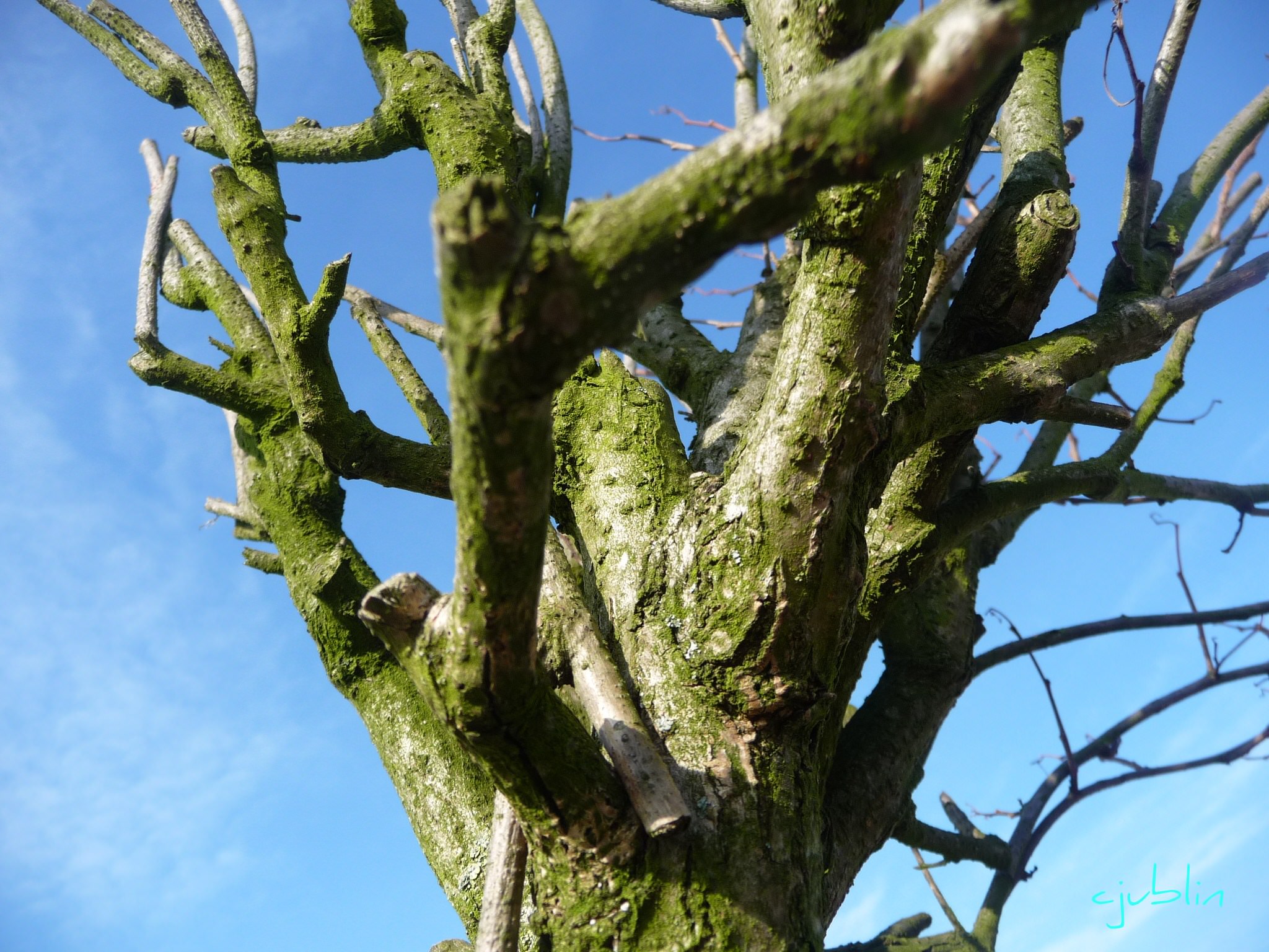 Arbres et Forets bleu turquoise