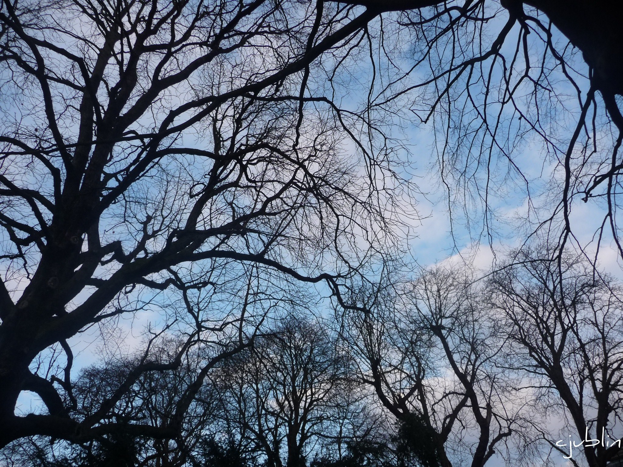 Arbres et Forets concerto pour arbres, ciel et nuages