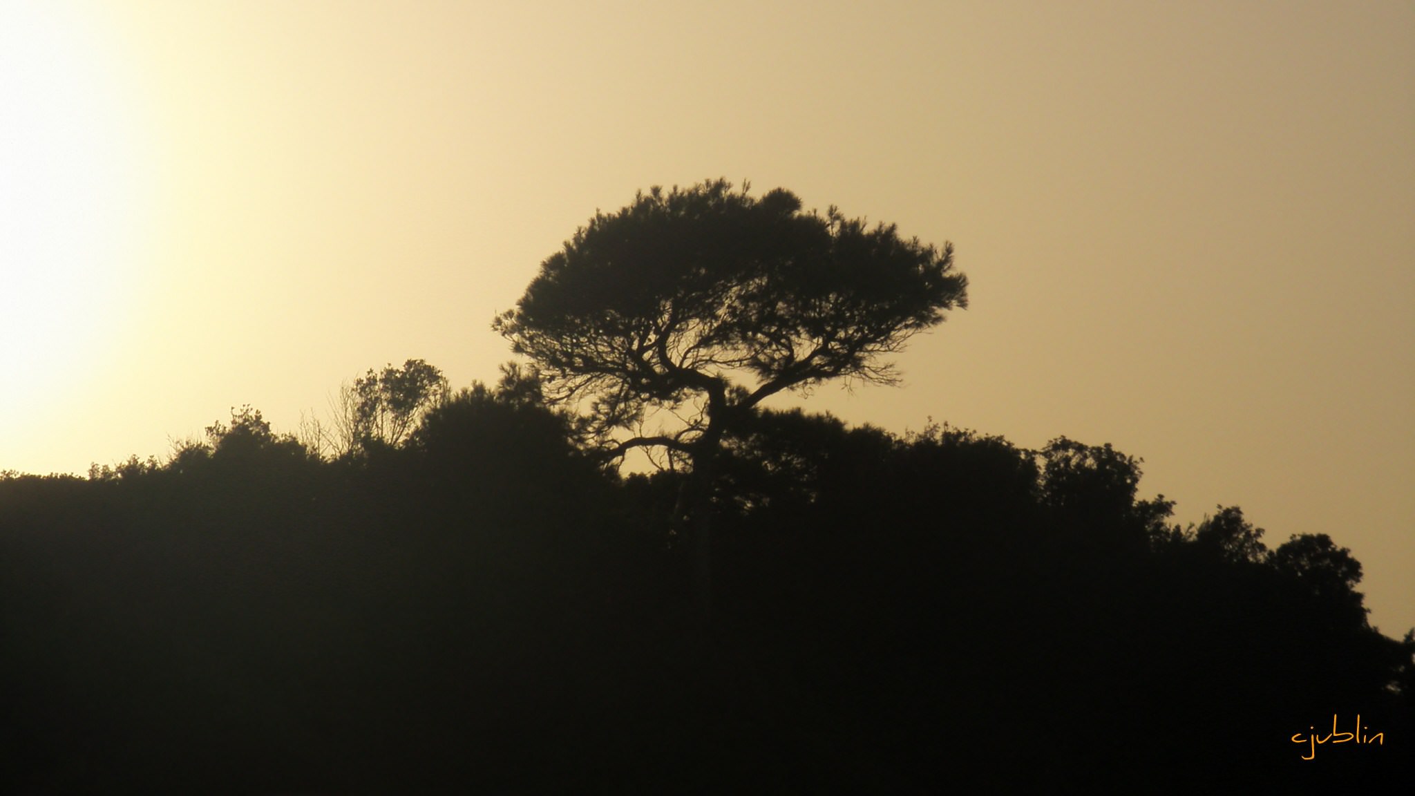 Arbres et Forets au sommet de la colline