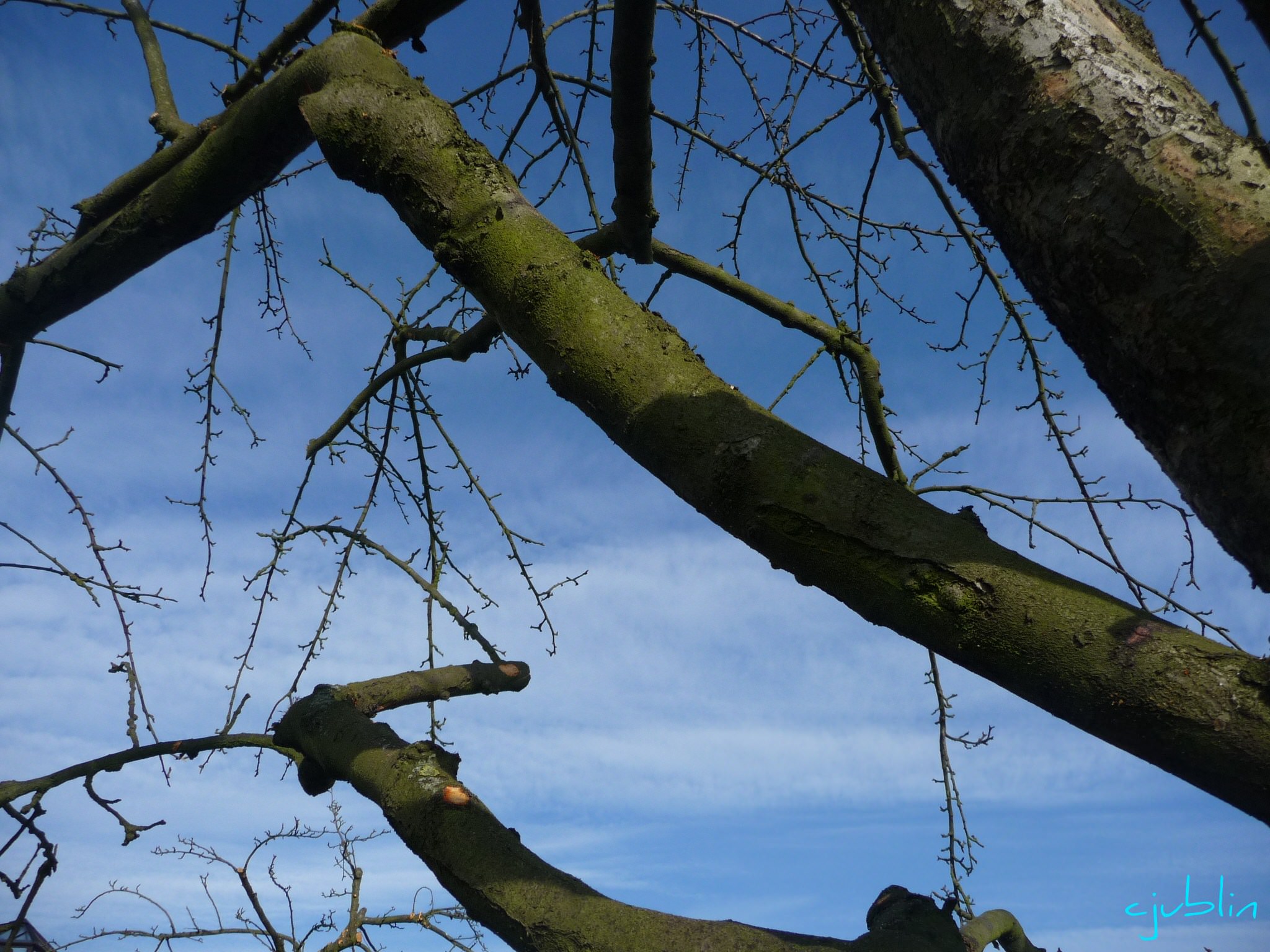 Arbres et Forets à la conquête du ciel