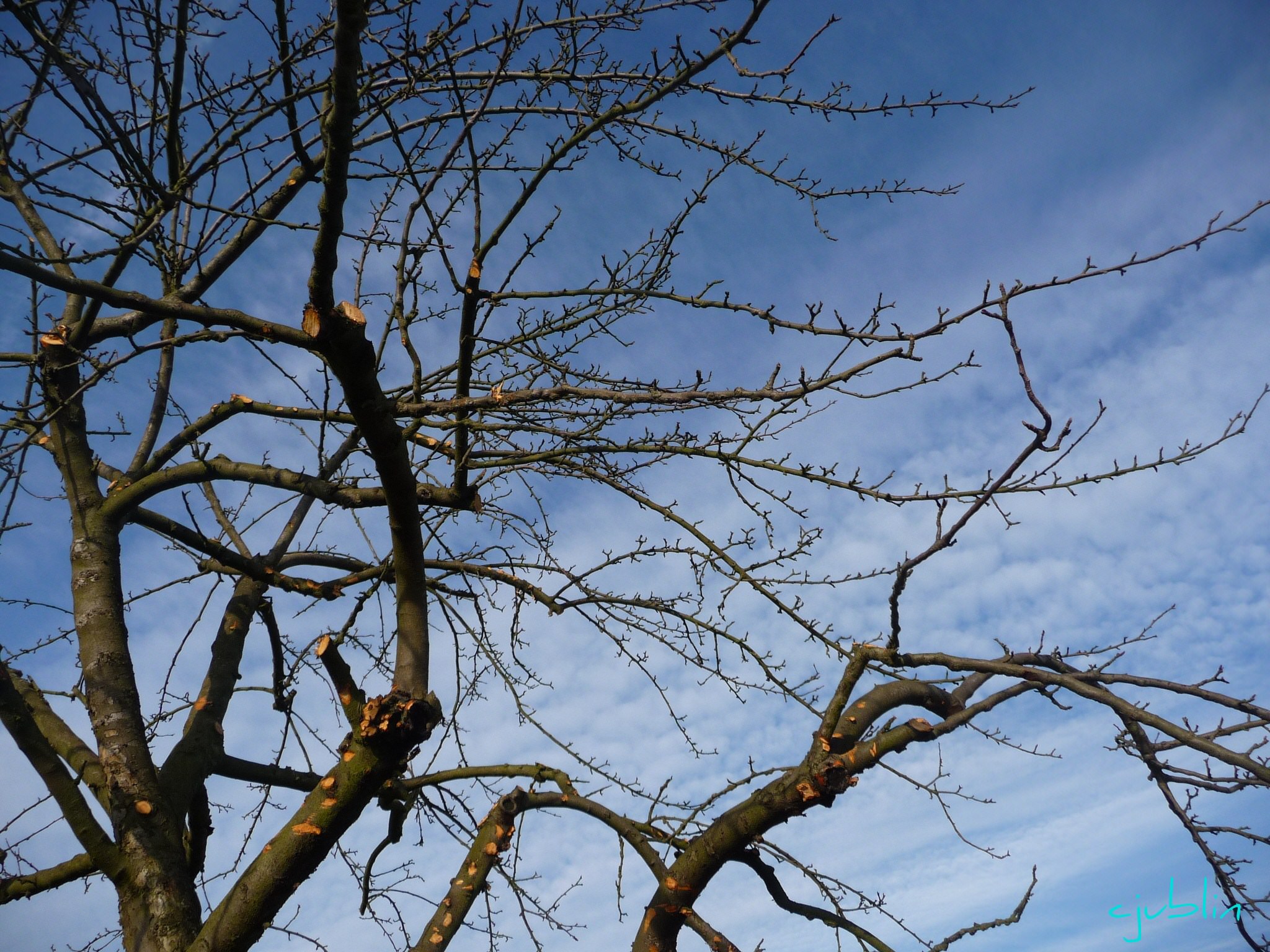 Arbres et Forets un ciel si magnifique que les branches dansent