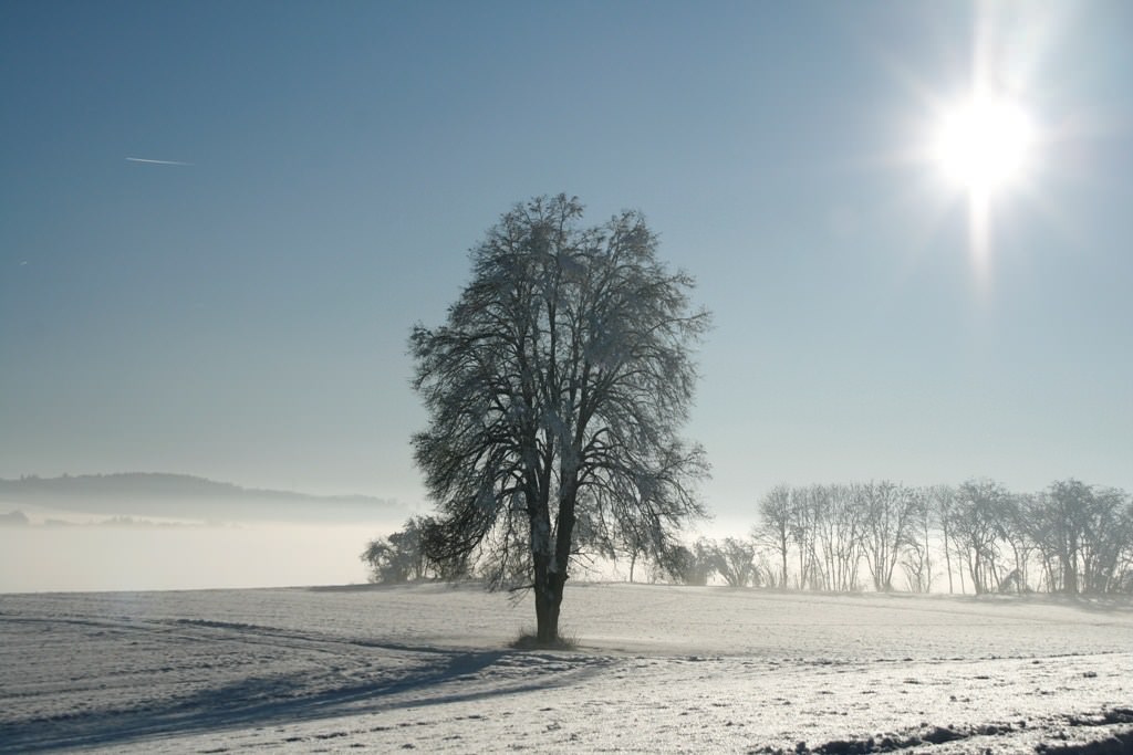 Arbres et Forets Arbre dans la brume