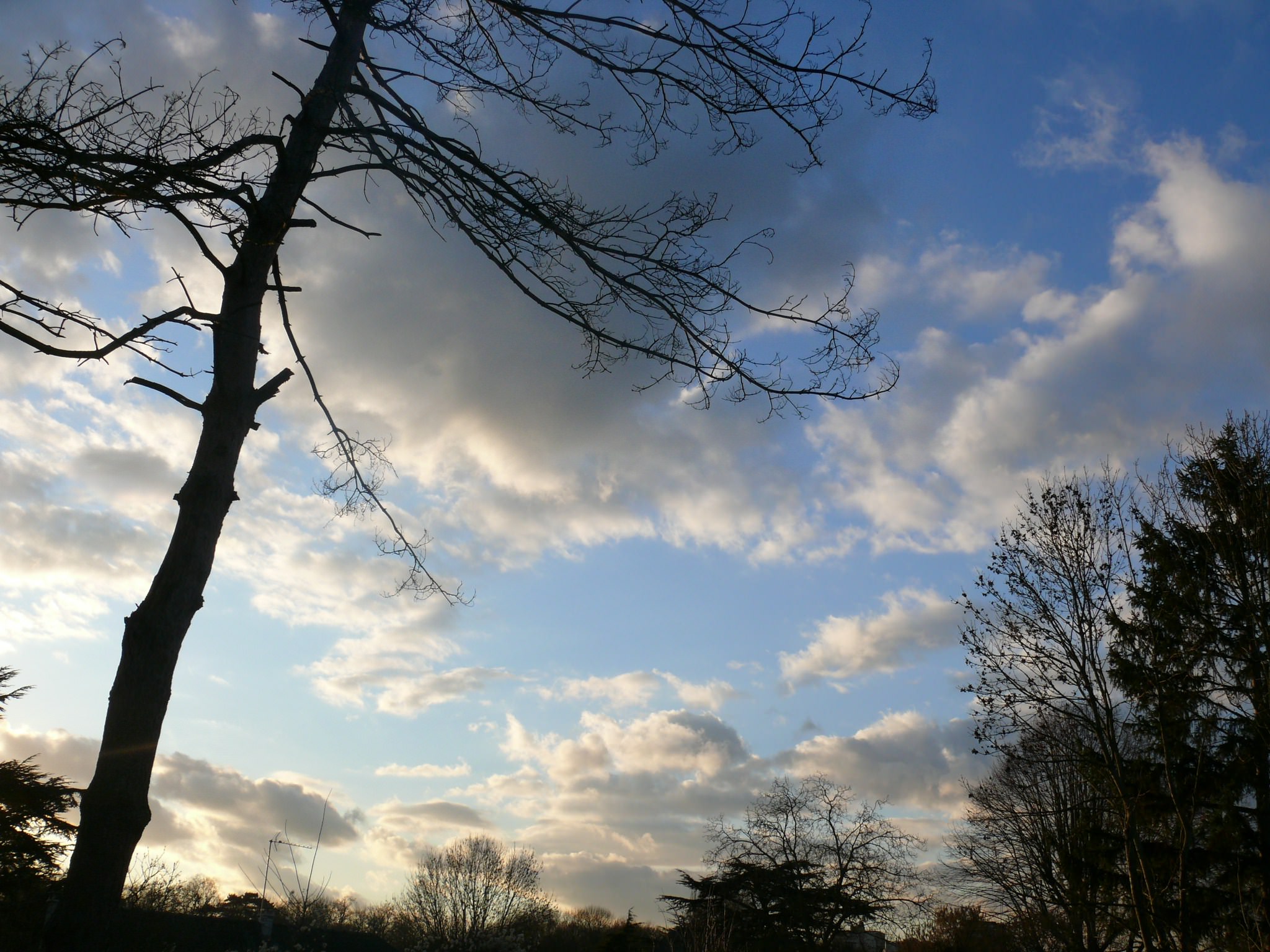 Arbres et Forets Soir d'hiver