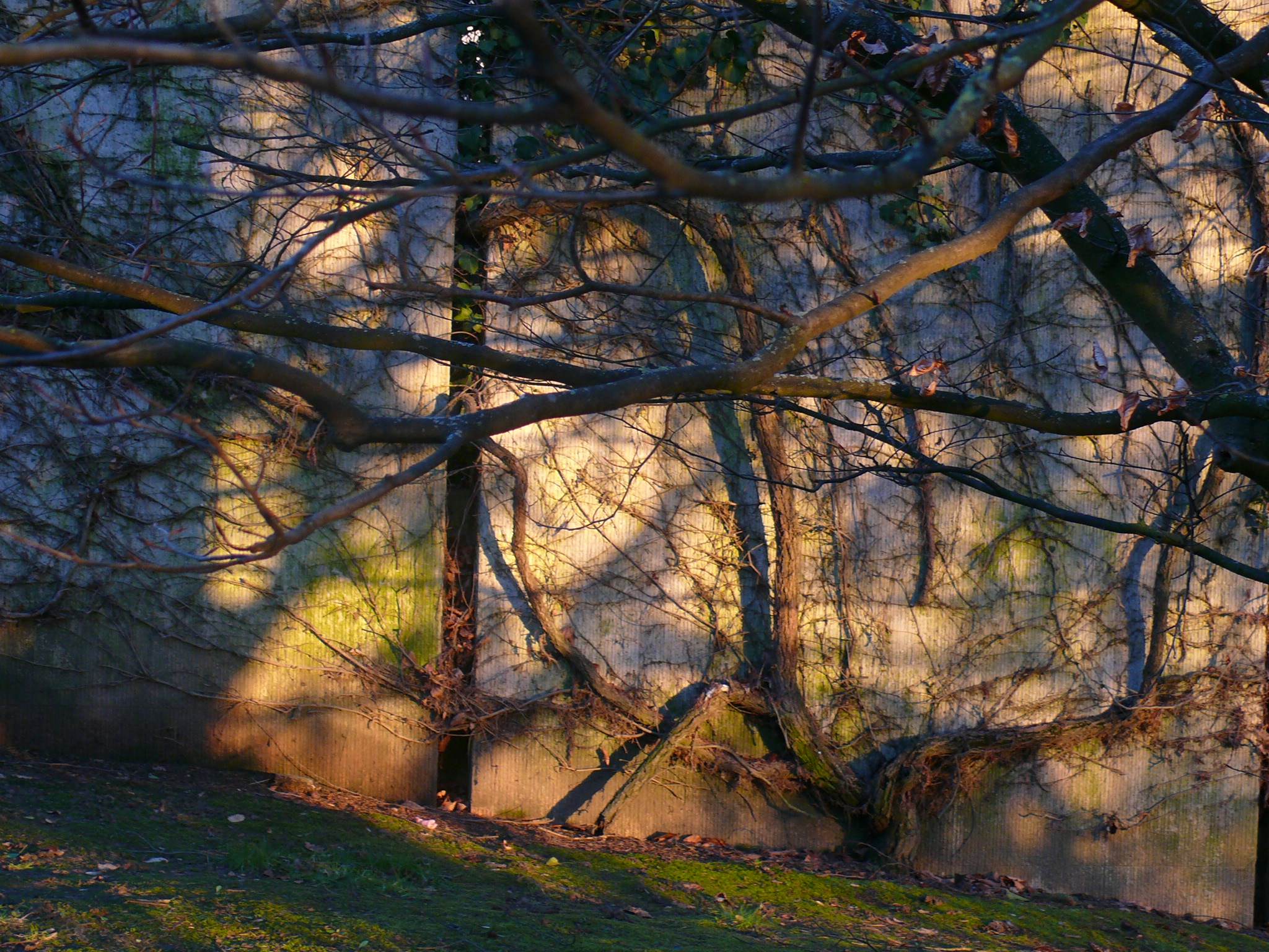 Arbres et Forets Tableau d'hiver au soleil couchant