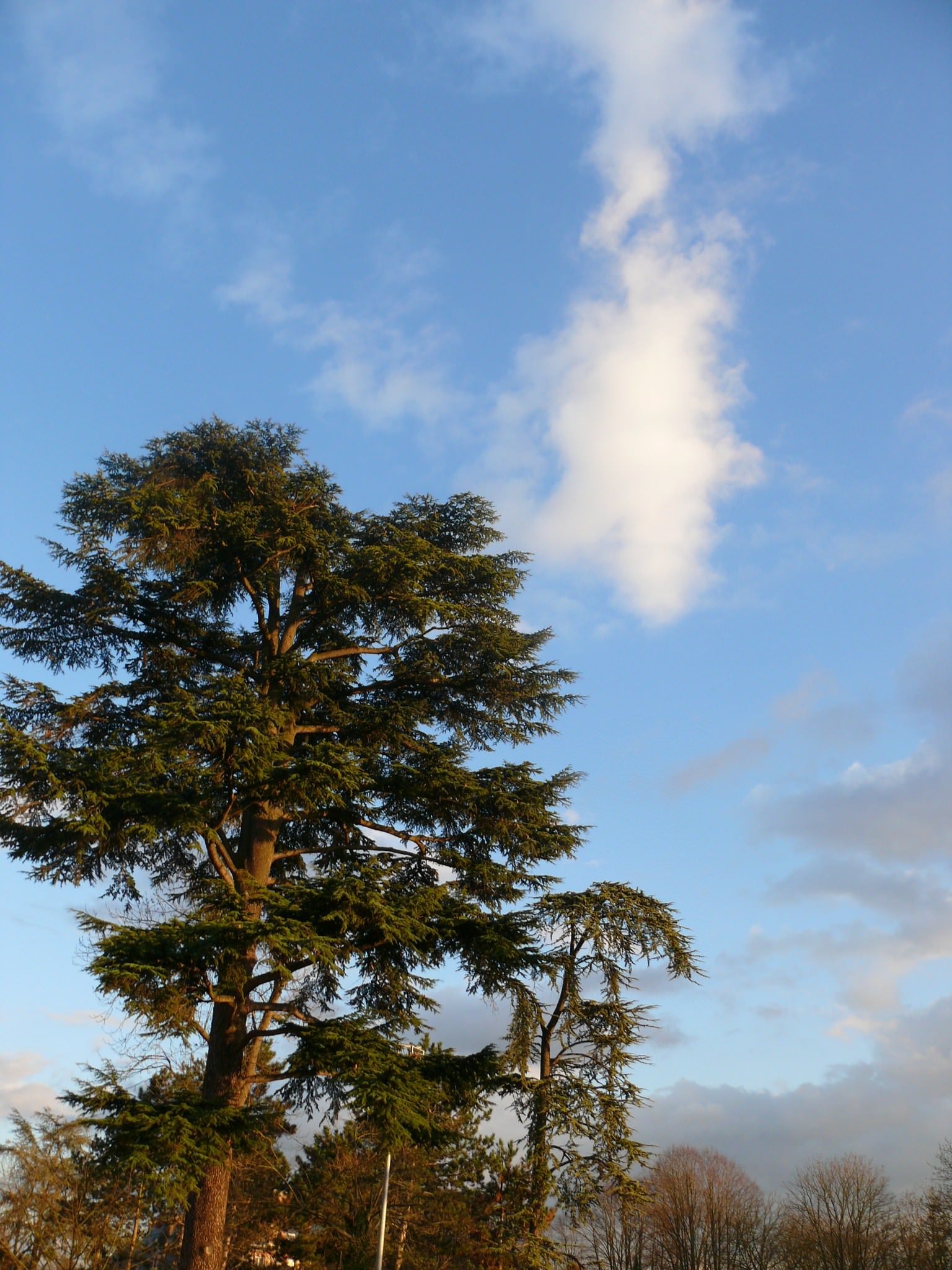 Arbres et Forets un arbre à cheminée ?