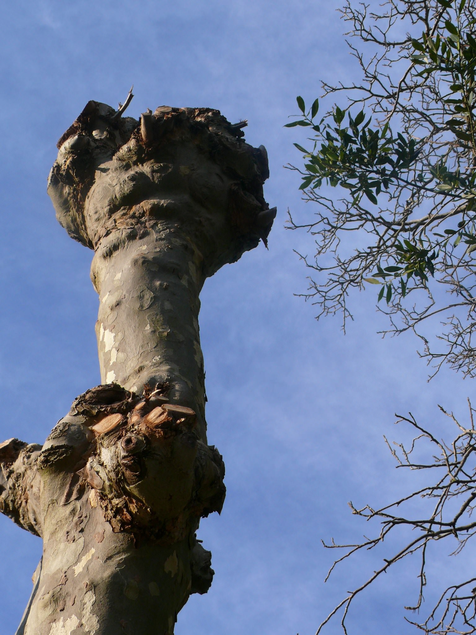 Arbres et Forets E T. maison....