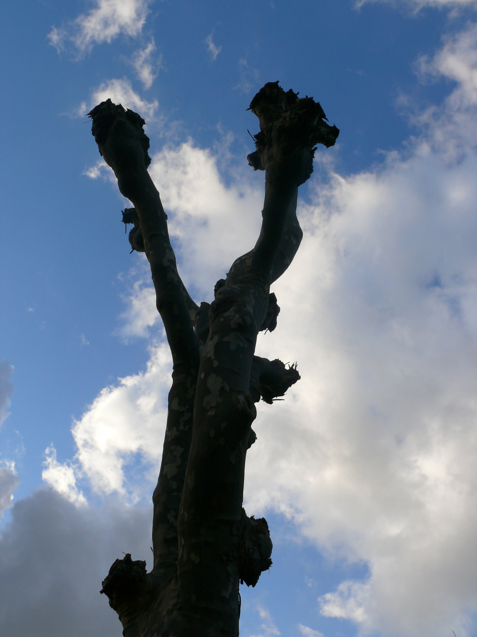 Arbres et Forets On a gagné, on a gagné !