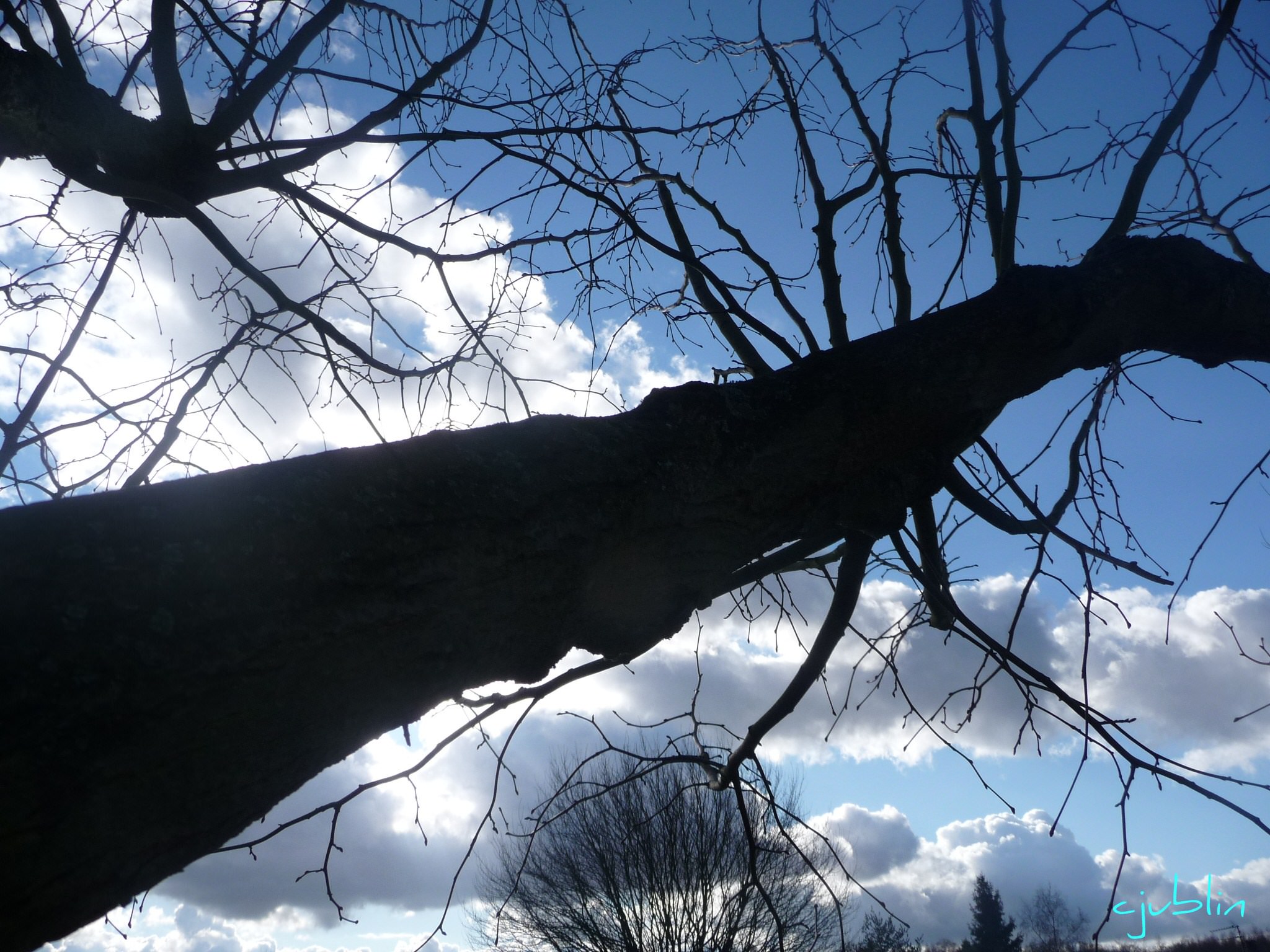 Arbres et Forets un tronc dans les nuages