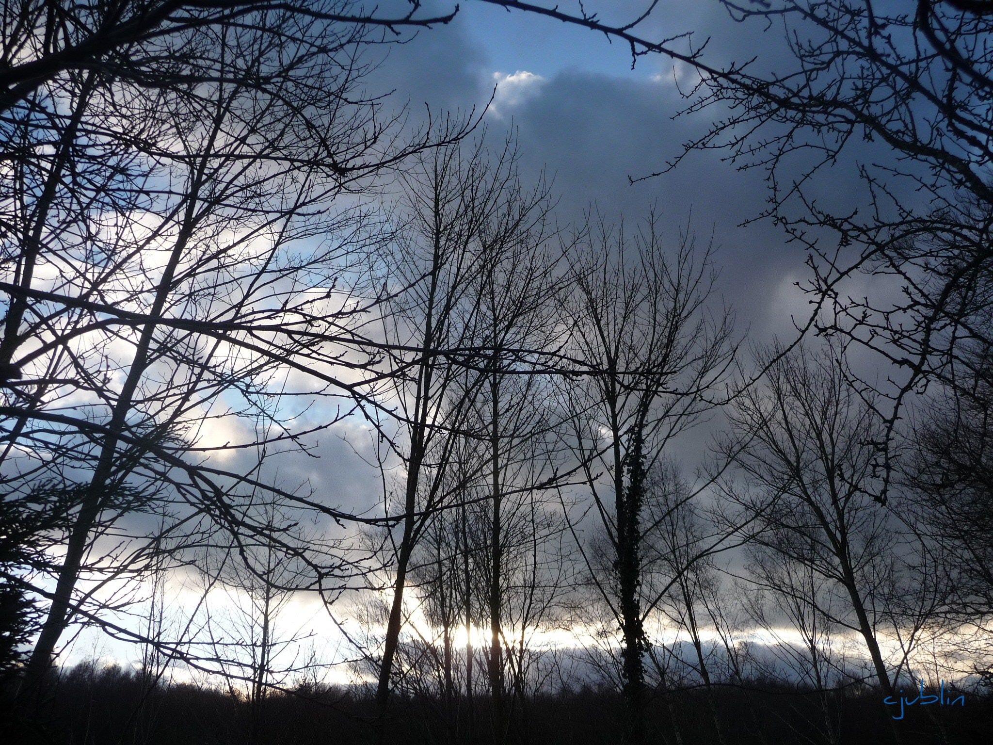 Arbres et Forets un paysage apocalyptique