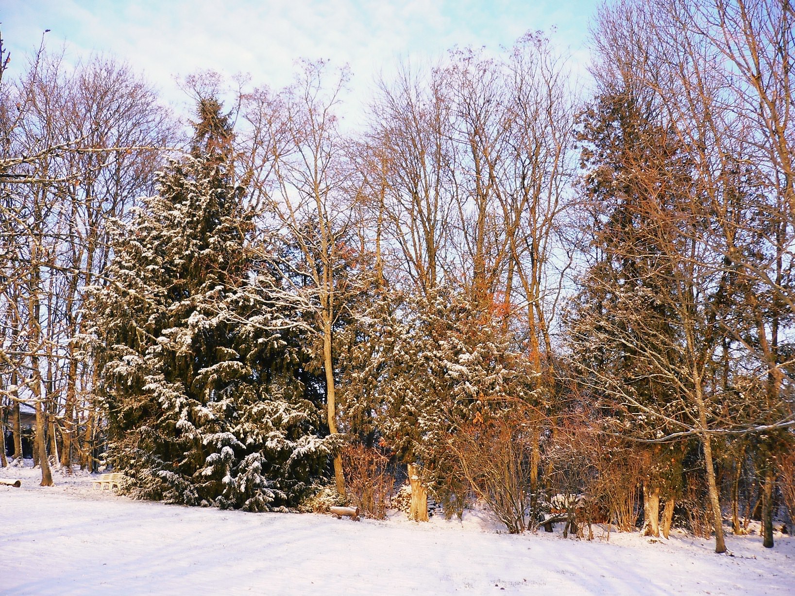 Arbres et Forets Bosquet doré