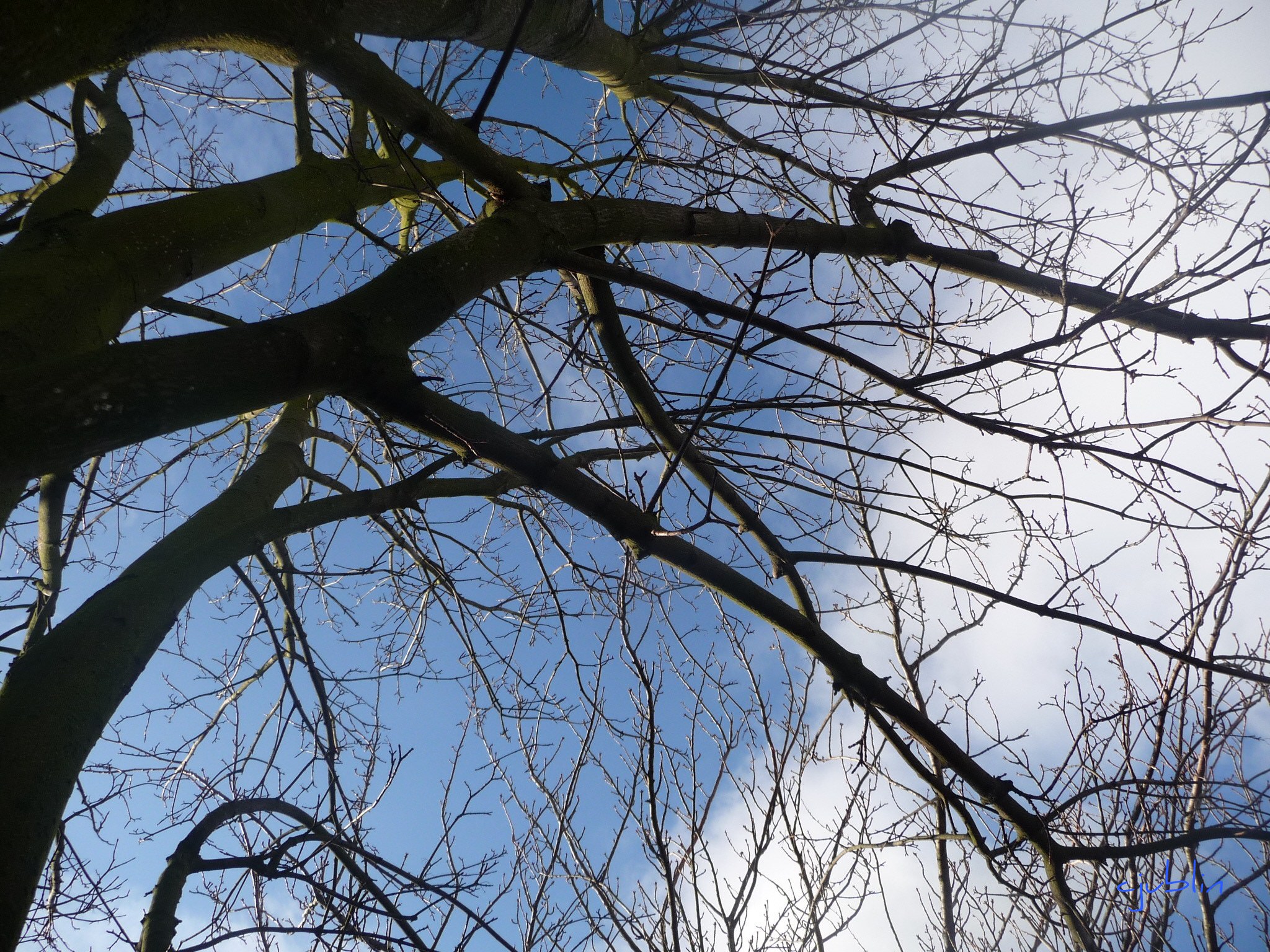 Arbres et Forets une rencontre entre les nuages et les arbres