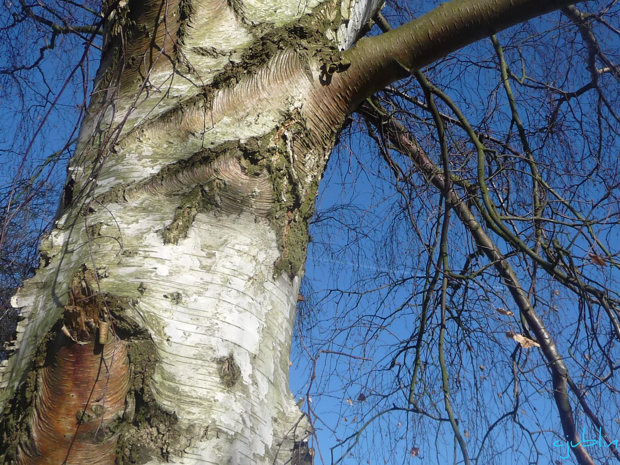 Arbres et Forets un tronc bien accompagné