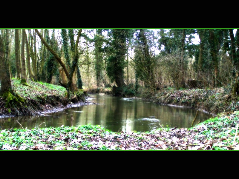 Arbres et Forets nature