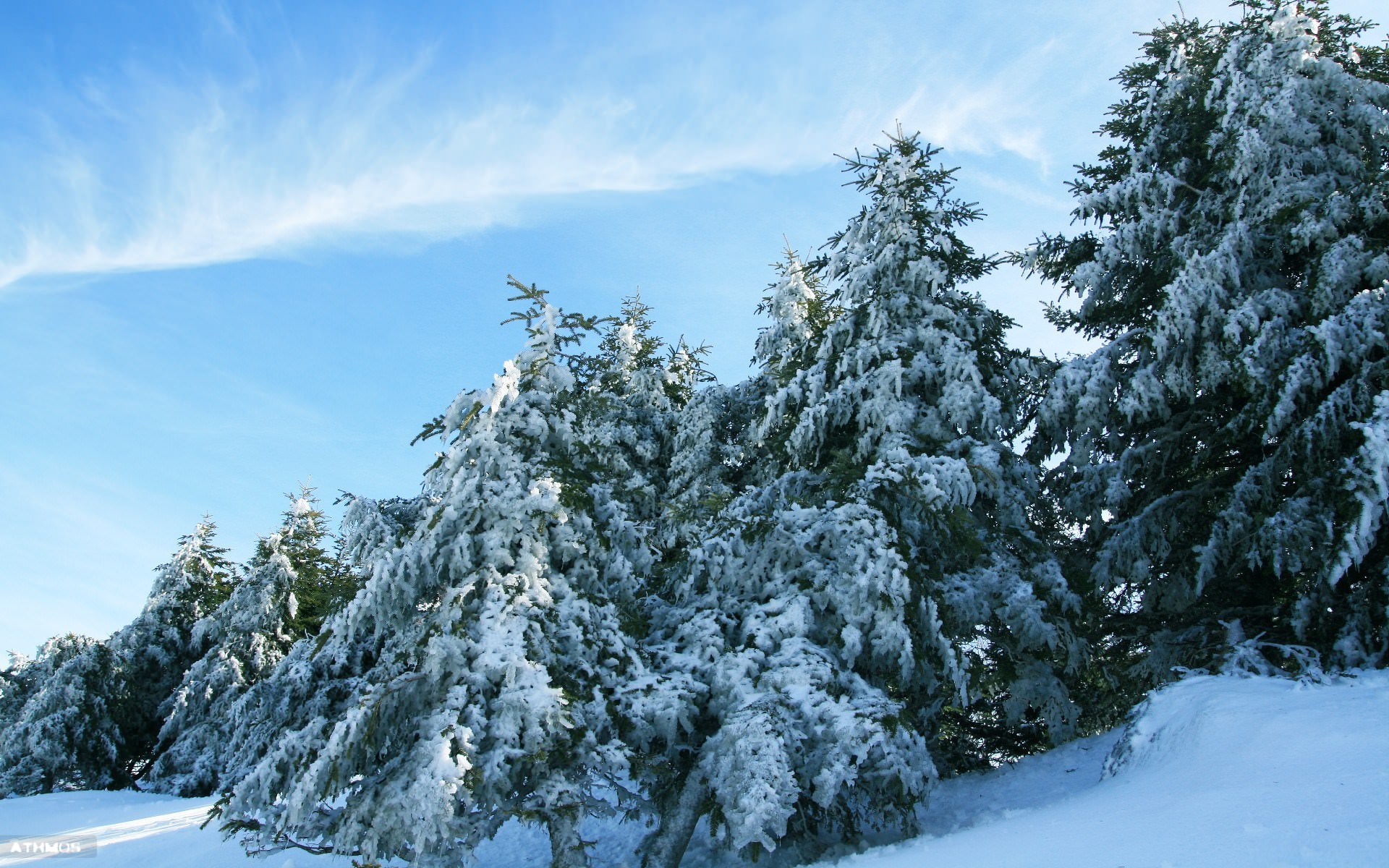 Arbres et Forets L'hiver décore ses sapins