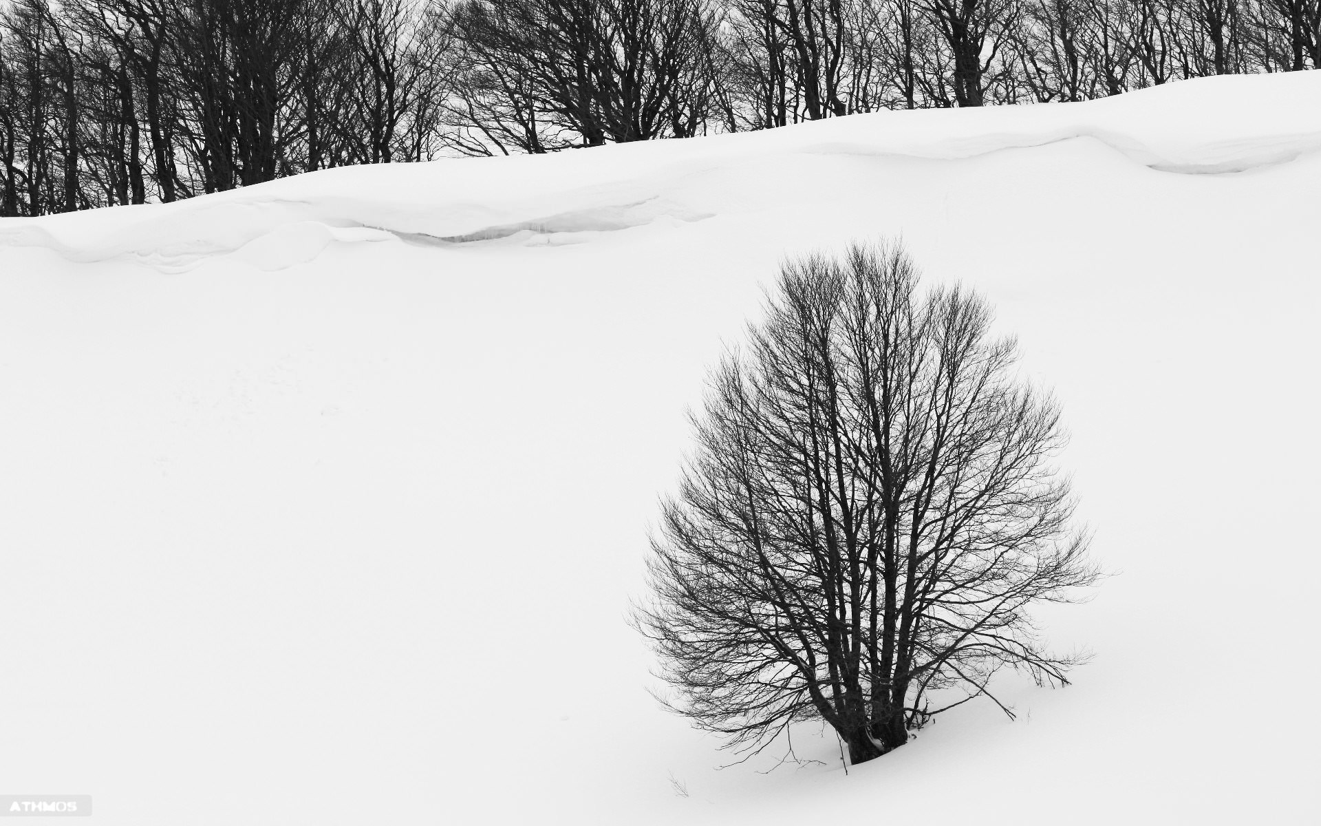 Arbres et Forets Echappée