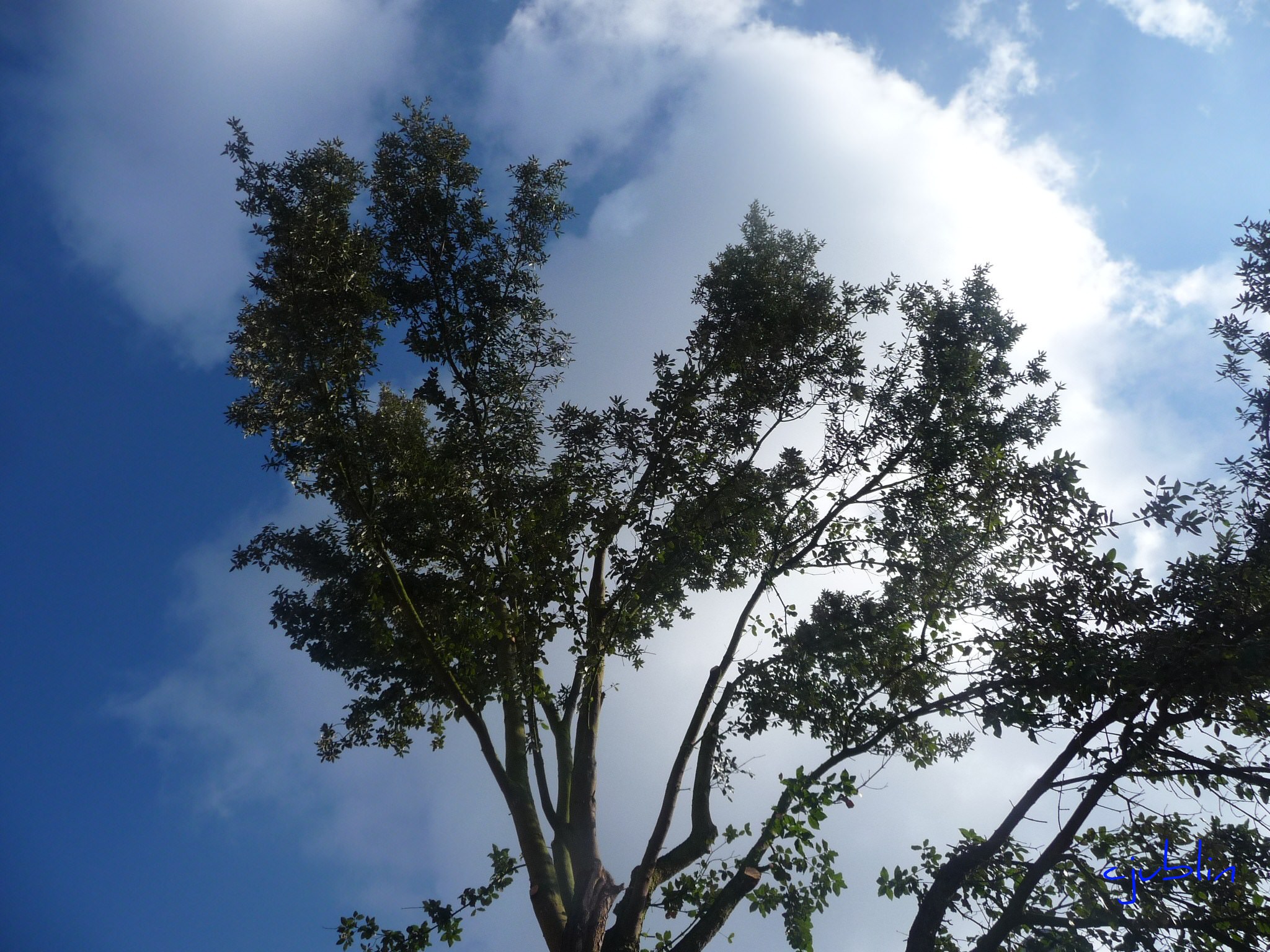 Arbres et Forets on dirait des palmiers