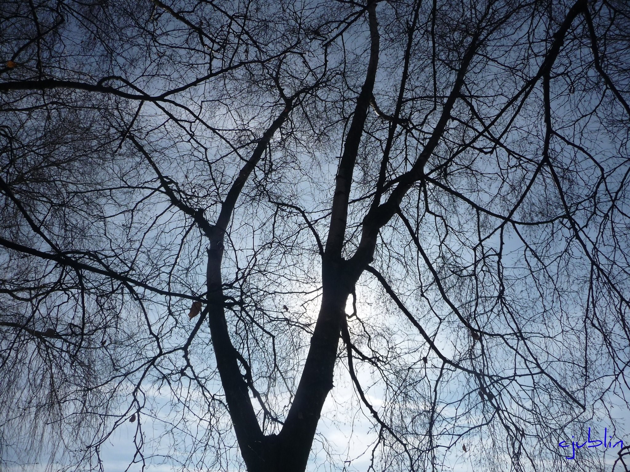 Arbres et Forets au coeur de la lumière