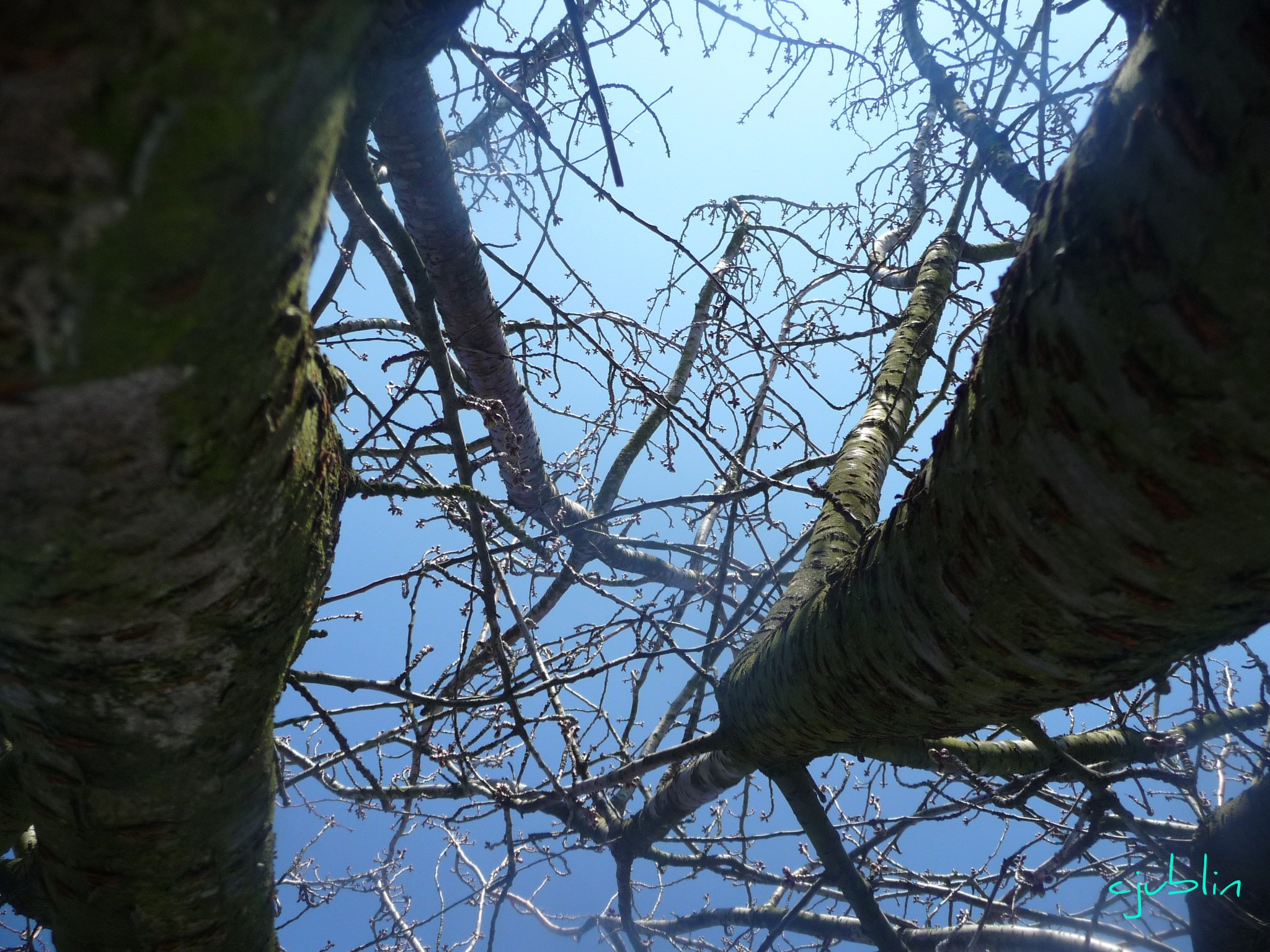 Arbres et Forets un fond marin dans les airs