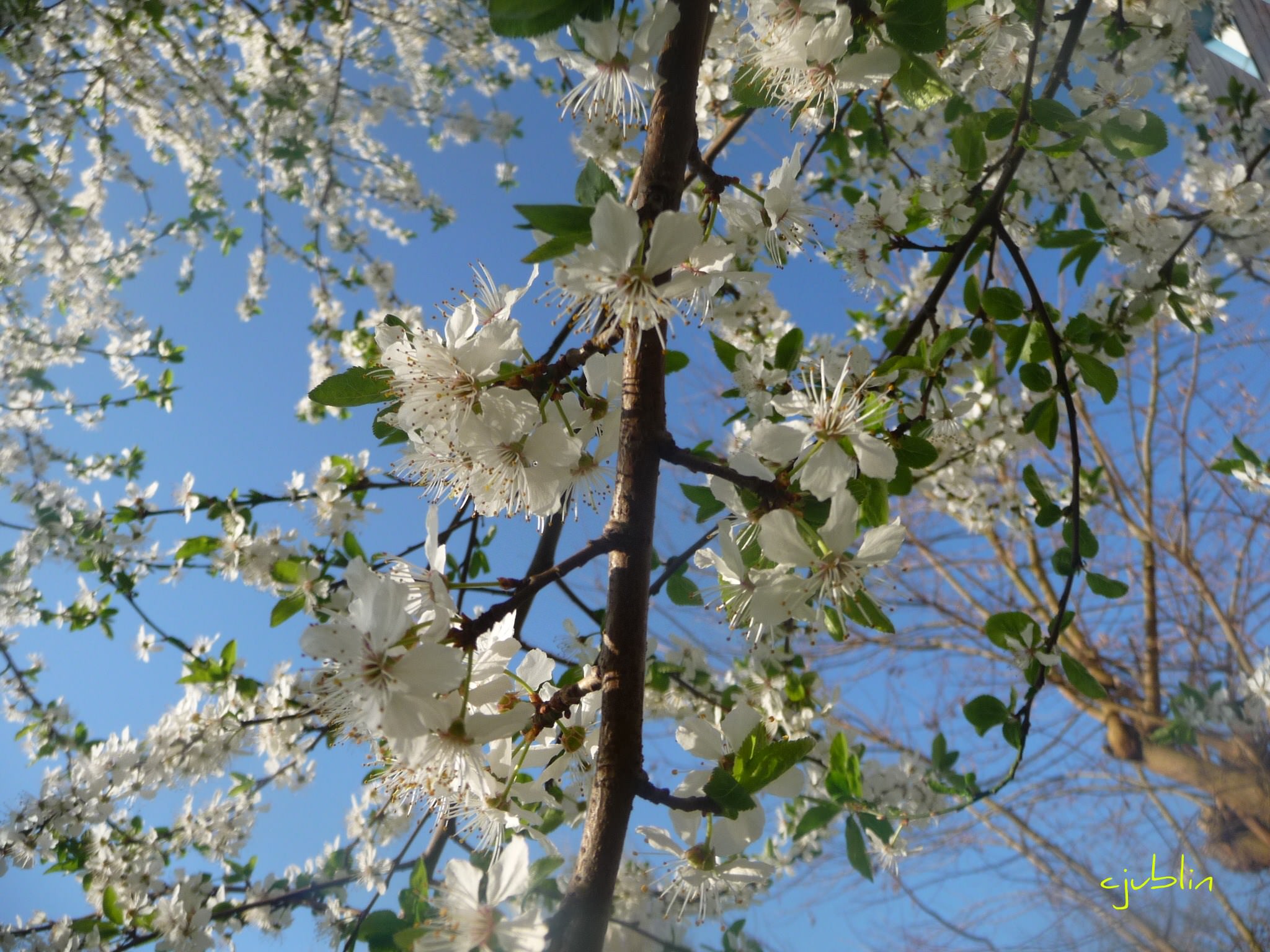 Arbres et Forets un ballet aérien